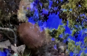 IMG_0905photo-full